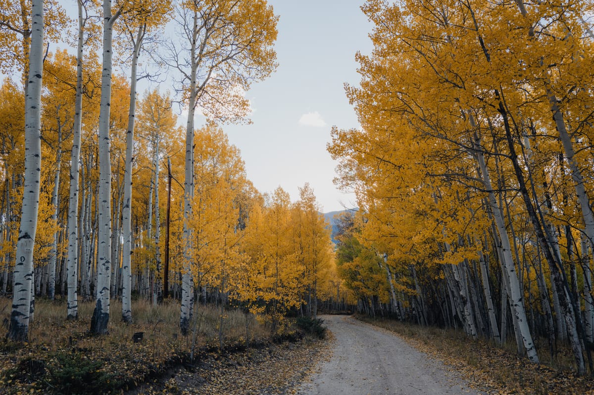 The Insider - November 2025