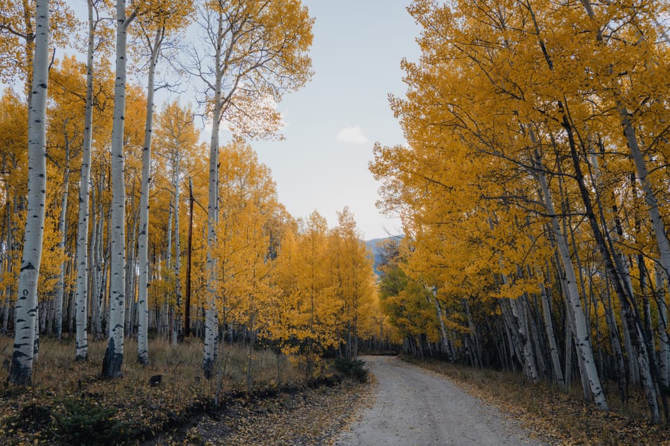 The Insider - November 2025